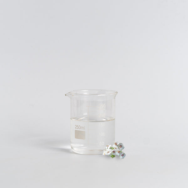 Cape chamomile hydrosol (organic) image