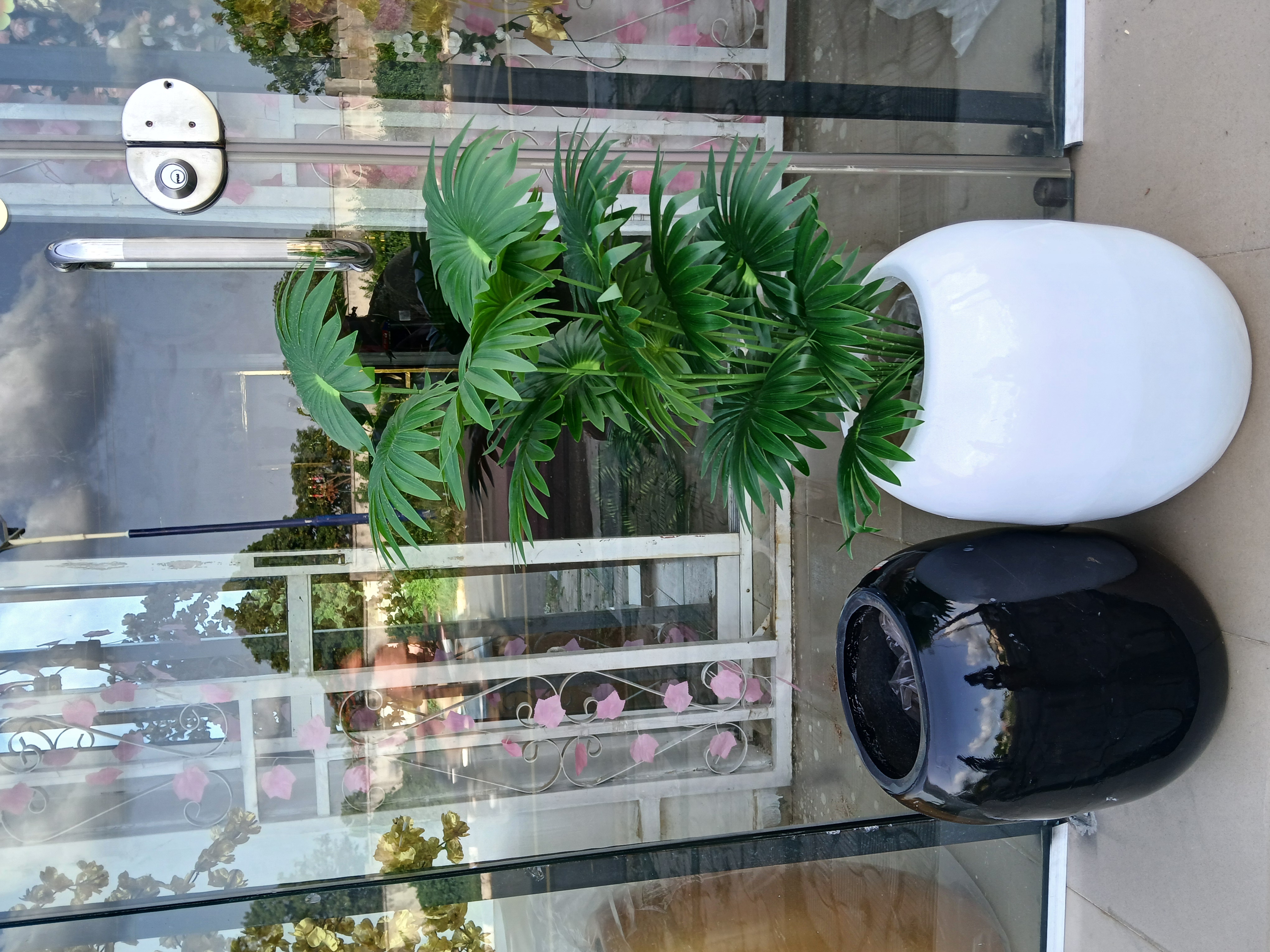 Bunch Tree In Fibre Planter image