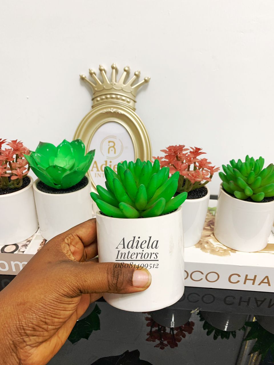 Potted Succulent Flower Image