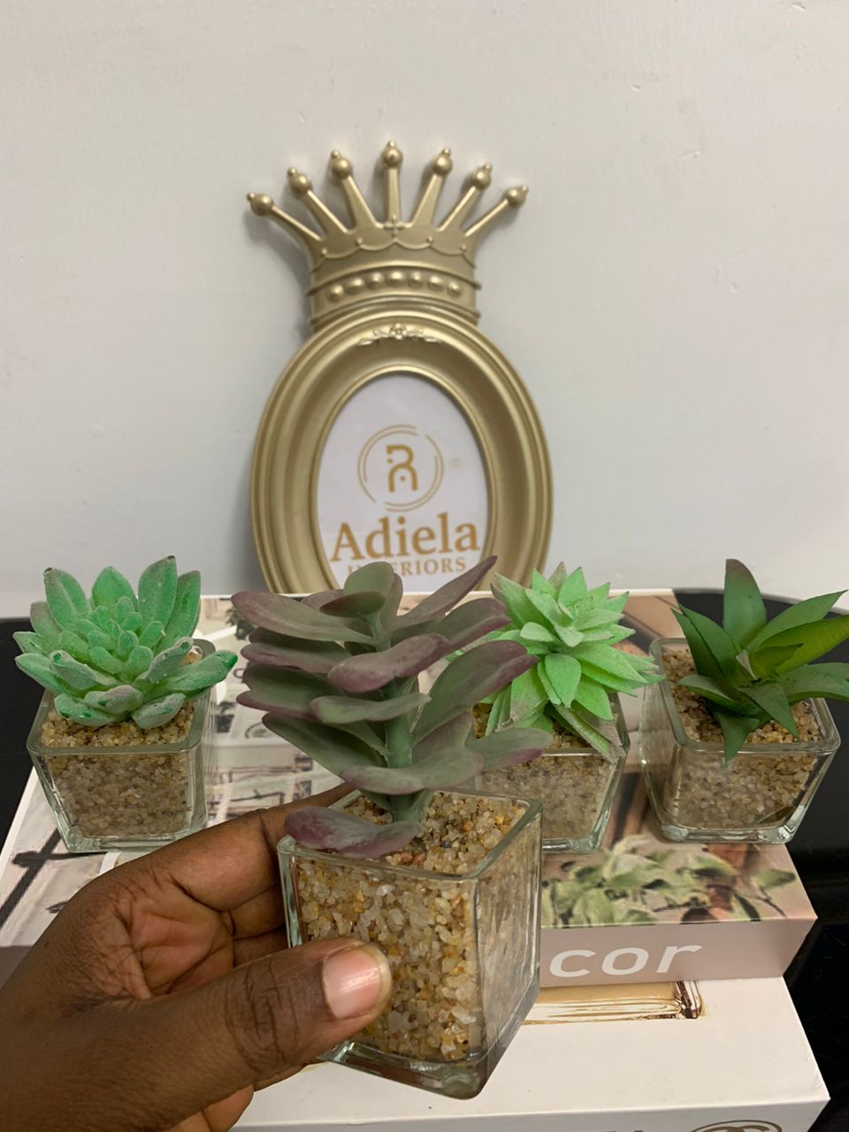 Miniature Succulent Image