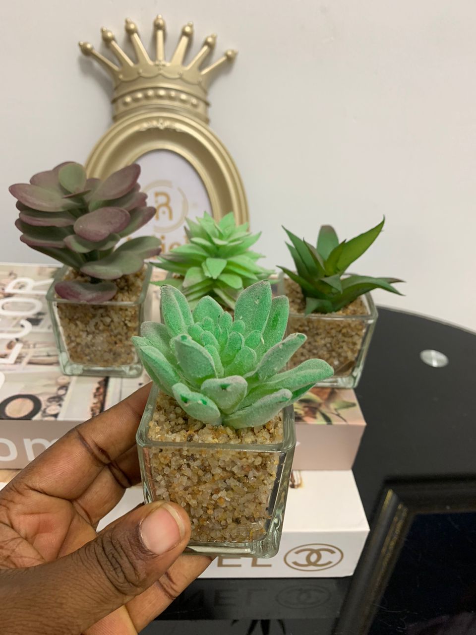 Miniature Succulent Image