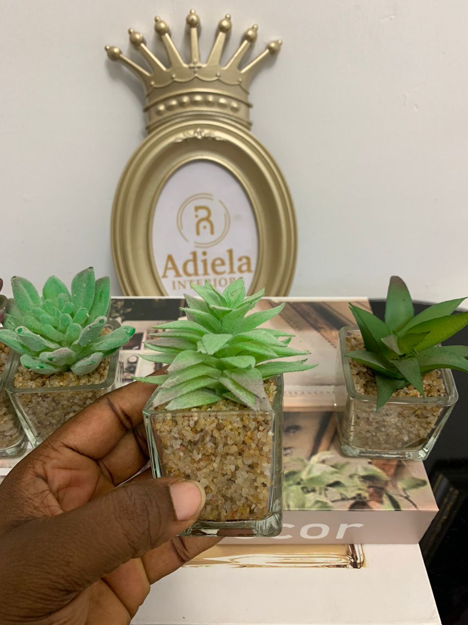 Miniature Succulent Image