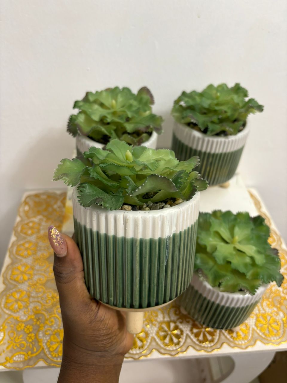 Potted Succulents Image