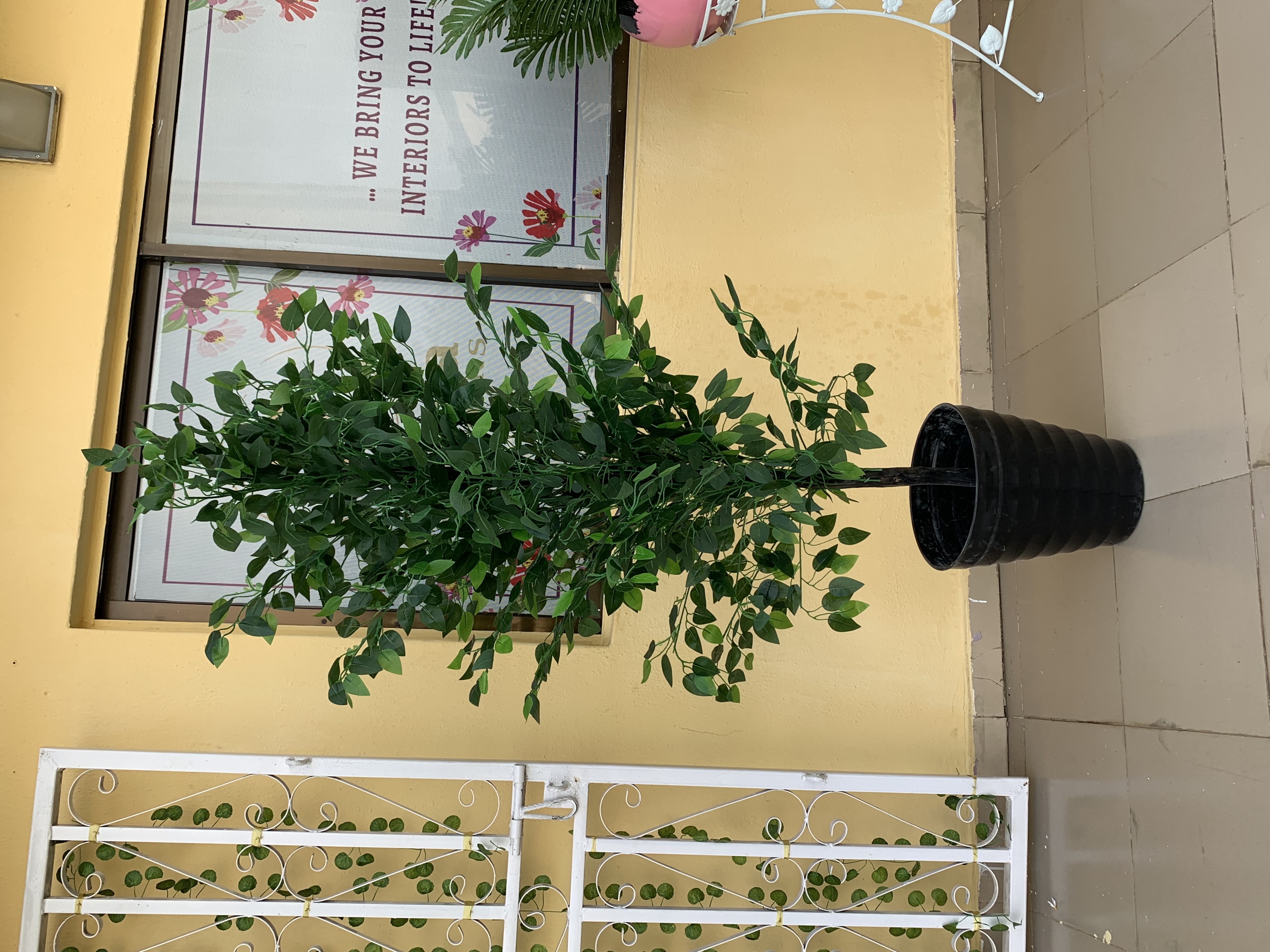 Ginkgo Leaf Tree image