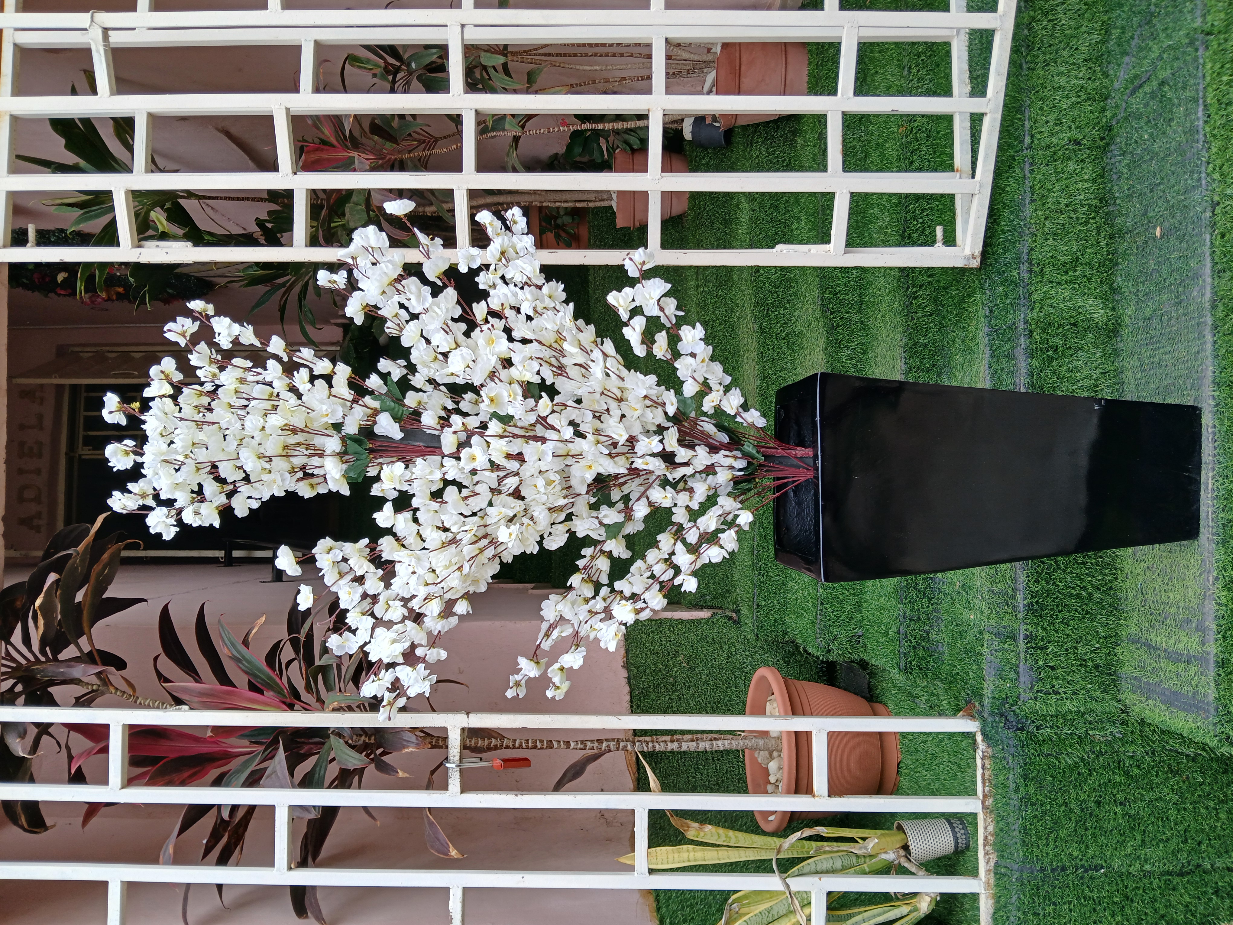 Cherry Blossom Tree in Fibre Planter image