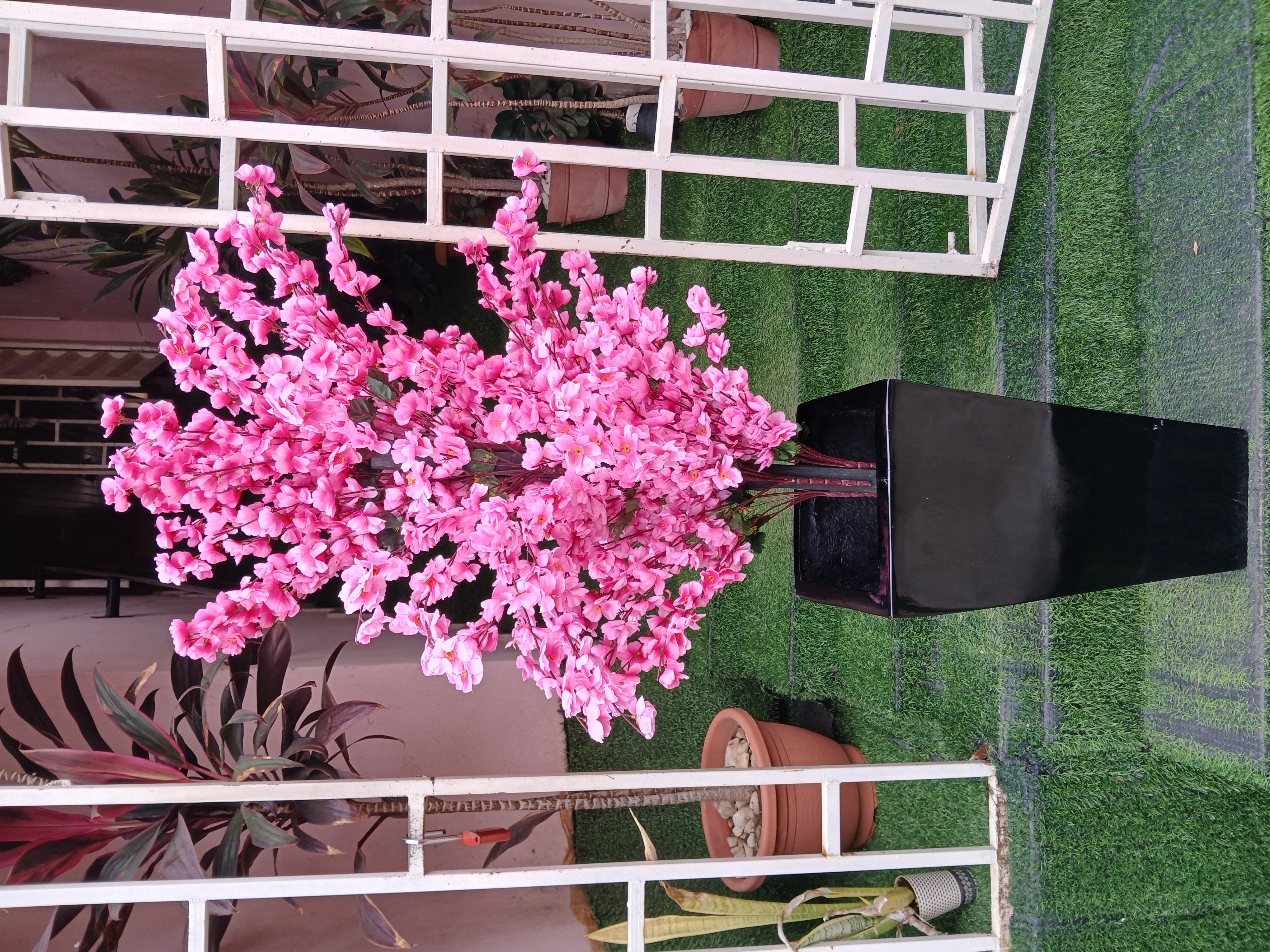 Cherry Blossom Tree in Fibre Planter image
