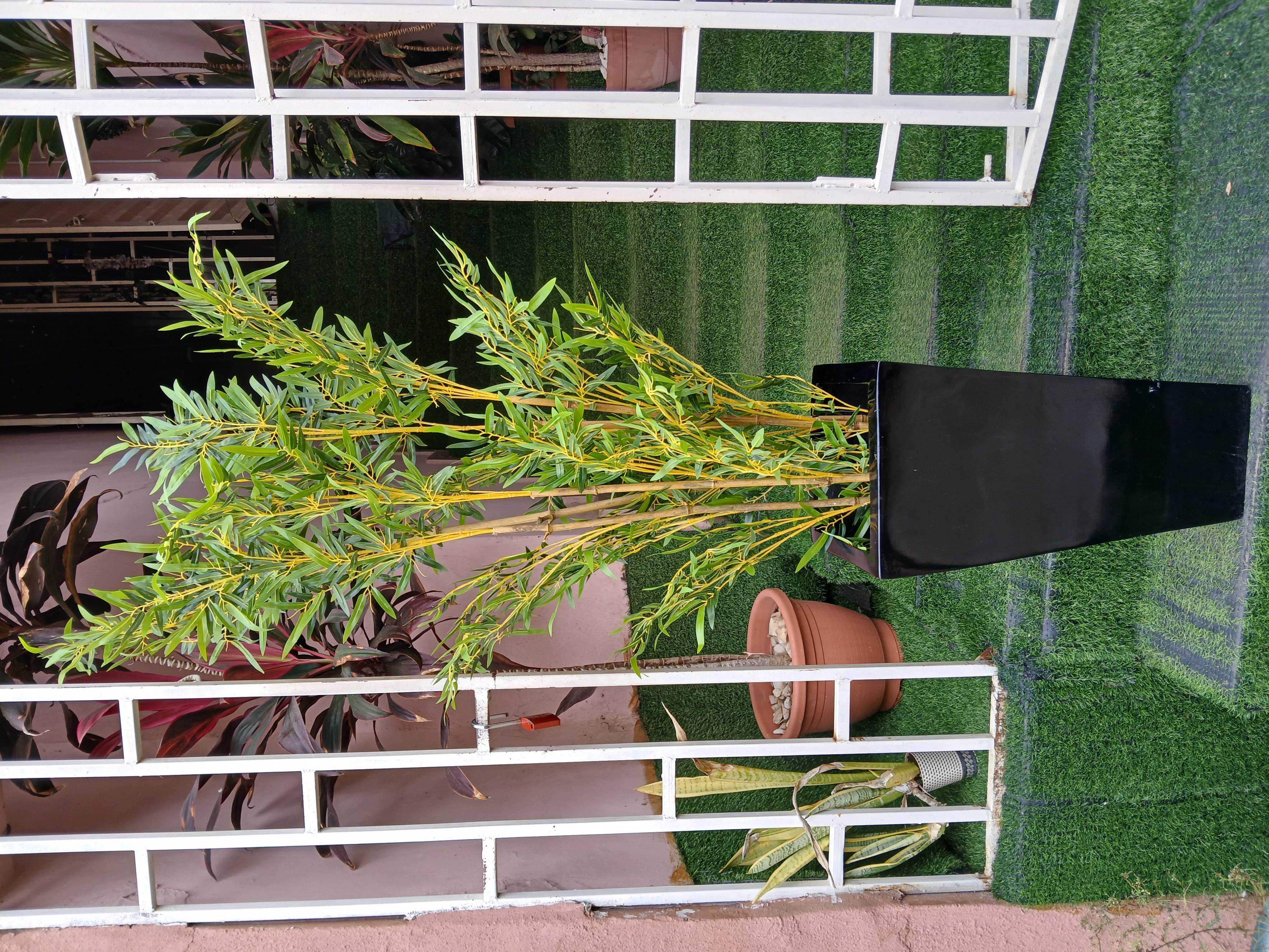 5 PCS Yellow Bamboo Stalk In Fibre Planter image