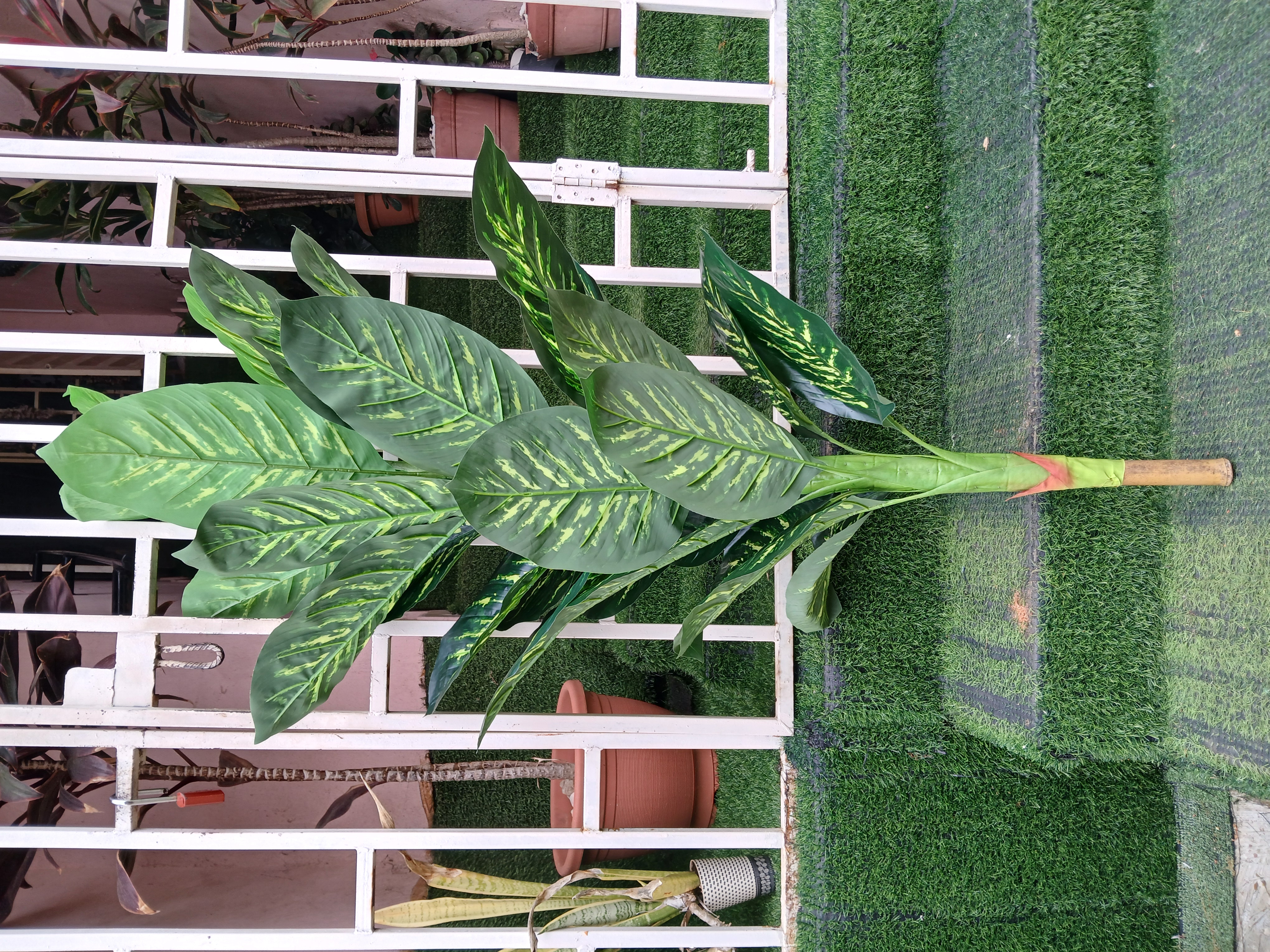 Large Leaves Tree image