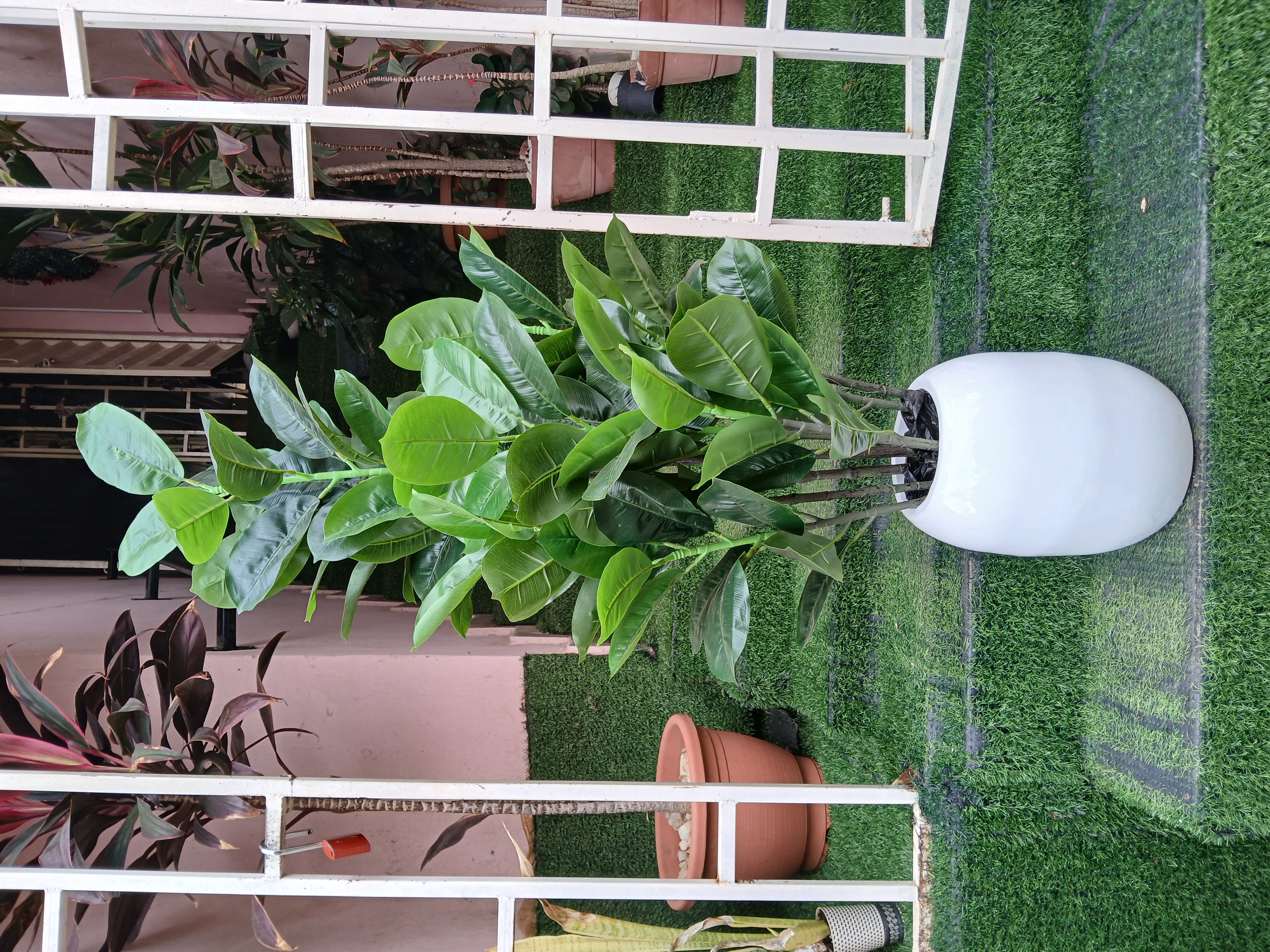 Fiddle Tree In Fibre Planter image