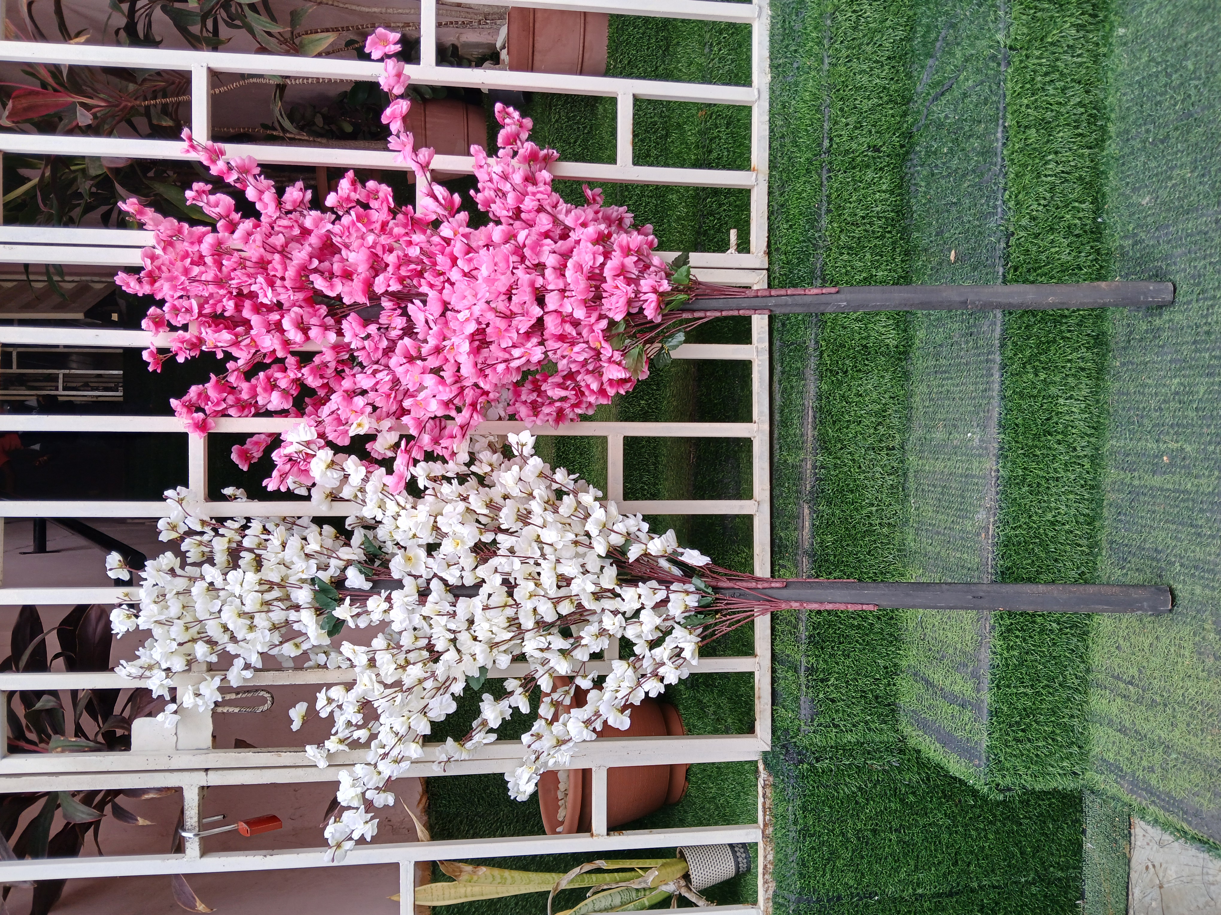 Cherry Blossom Tree image