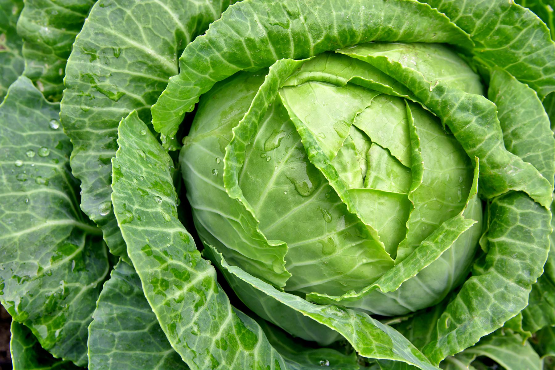 Cabbage image