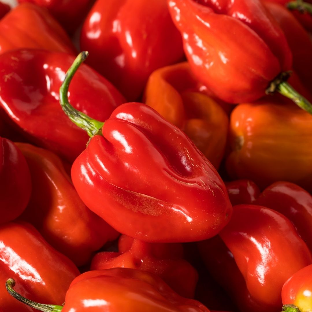 Habanero RED Pepper Image